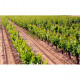 Armazém de Vinho e Derivados Produtor e Engarrafador Vinho Reginal de Lisboa