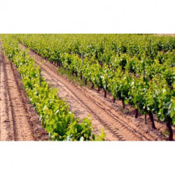 Armazém de Vinho e Derivados Produtor e Engarrafador Vinho Reginal de Lisboa